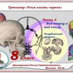 Тренажер "Учим кости черепа человека". Углубленный уровень