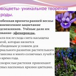 Внеклассное мероприятие «Крымский первоцвет»