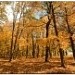    Осень в лесу (Интерактивная игра)